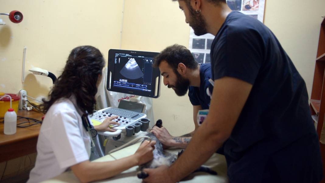 Kedi 'Ali Cabbar' hastaneye kendi başına gitti 3